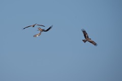 Milvus migrans