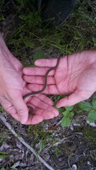Thamnophis proximus proximus