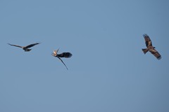 Milvus migrans