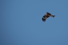 Milvus migrans