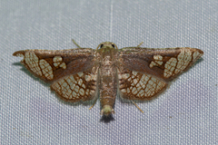 Hypolamprus ocellipennis