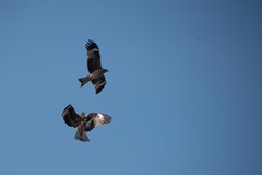 Milvus migrans