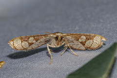 Hypolamprus ocellipennis