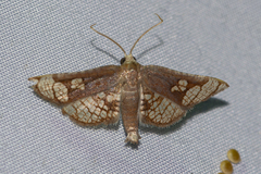 Hypolamprus ocellipennis