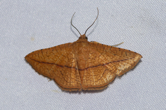 Striglina