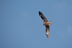Milvus migrans