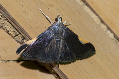 Peribona venosa