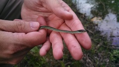 Thamnophis proximus proximus