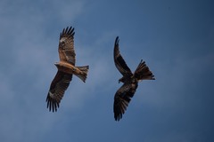 Milvus migrans