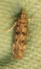 Bryotropha domestica