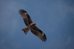 Milvus migrans