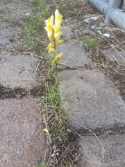 Linaria vulgaris