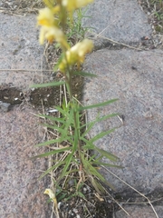 Linaria vulgaris