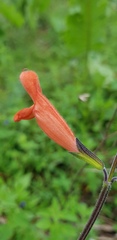 Salvia stolonifera