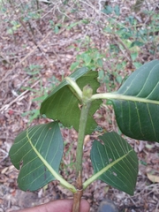 Pyrostria major