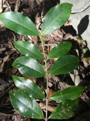 Saldinia proboscidea