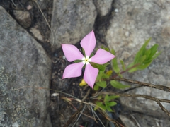 Catharanthus coriaceus image