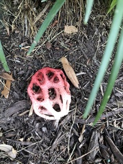Clathrus