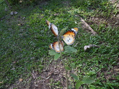 Danaus chrysippus chrysippus