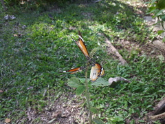 Danaus chrysippus chrysippus