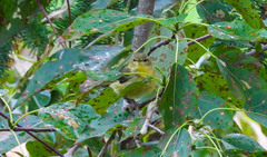 Setophaga castanea