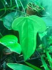 Anthurium truncicola