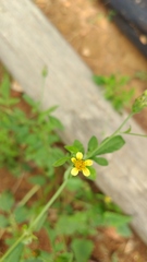 Bidens subalternans