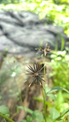 Bidens subalternans
