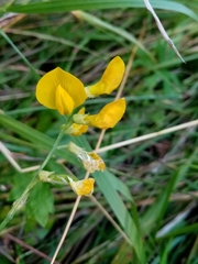 Lathyrus pratensis