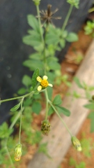 Bidens subalternans