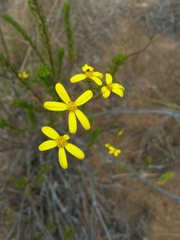 Senecio leandrii image