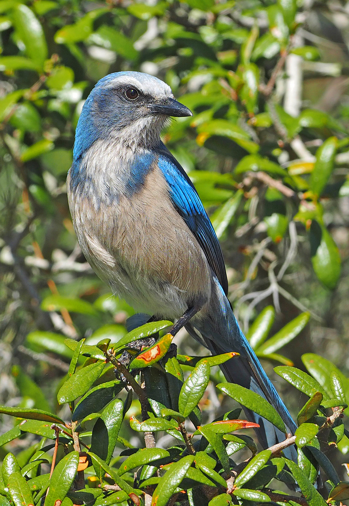 Scrub Jay (Aphelocoma coerulescens)