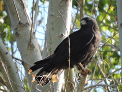 Zone-Tailed Hawk photo 3