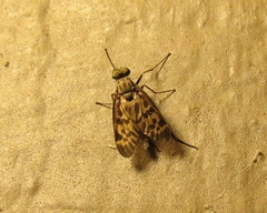 Rhagio punctipennis