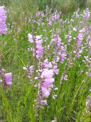 Physostegia