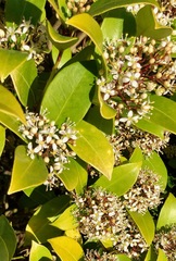 Skimmia
