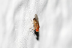 Drosophila