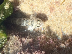 Bathygobius cocosensis