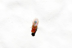 Drosophila