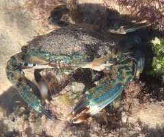 Thalamitinae