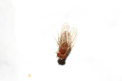 Drosophila repleta