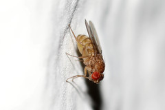 Drosophila repleta