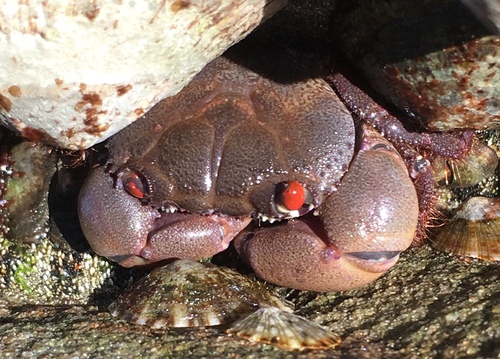 Eriphia sebana