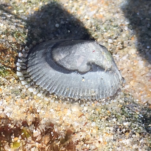 Montfortula rugosa