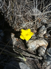 Pachypodium brevicaule image