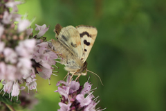 Heliothis viriplaca