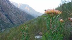 Leucospermum tottum glabrum