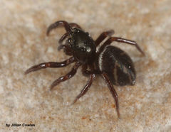 Chalcoscirtus diminutus