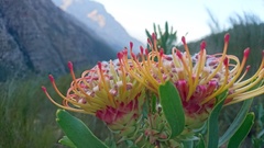 Leucospermum tottum glabrum
