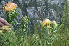 Leucospermum tottum glabrum